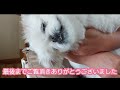 ペキニーズに冷たくされればされるほど燃え上がるシーズー ペキニーズ シーズー 可愛い犬 犬