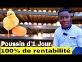 Aviculture : business de poussins d' un jour en Afrique