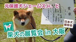 元保護犬ジェームスJr、大阪の柴犬展覧会へ！嵐山の柴犬ジェームス！～Shiba inu james by kyoto～