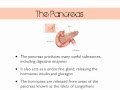 Hormones & Blood Glucose Hormones & Blood Glucose