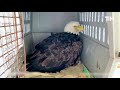 woman rescues injured bald eagle from the woods