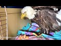 woman rescues injured bald eagle from the woods