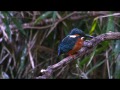 水辺の宝石　カワセミ