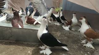 My Lahore pigeon