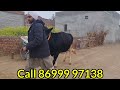 ਮੁੱਲ 55 00 ਛੇ ਨਗ ਵਿਕਾਉ 👌 bawa dairy farm