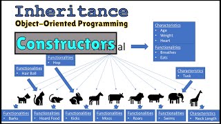 How Constructors Work with Inheritance in Object Oriented Programming
