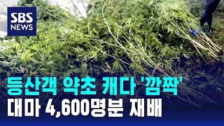 등산객 약초 캐다 '깜짝'…대마 4,600명분 재배 / SBS