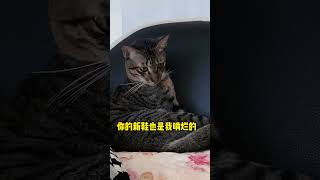 犯了错那又怎么样？我是不可能道歉的，绝对不可能😠 #狸花猫 #萌宠 #猫咪  #猫咪的迷惑行为