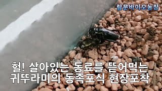 쌍별귀뚜라미 동족포식장면 현장포착