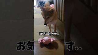 手作りおもちゃ　handmade hobby #shorts #柴犬 #shiba