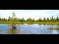 episode 4 coastal wetlands