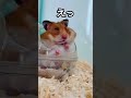 今推しがいないそこの君！「チョコちゃん」 shorts ハムスター hamster