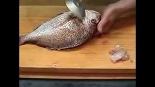 うろこ取り　-Tool to take the scales of fish-