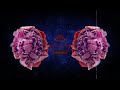 Trippy Space Flowers - 4K Visual Psychedelic Video for DMT Release