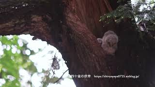 フクロウ雛　巣立ち2日前　樹洞の淵で休むヒナ　※音声無し