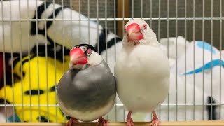 仲良くお留守番中の文鳥たちの続き☆Java sparrow.