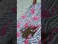 Large Beach Towel