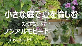 【真夏に咲く花】８月の庭/夏野菜収穫/スペアミントでノンアルモヒート/18歳の愛猫うしくん