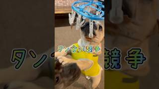 雨の日の遊び☔#shorts #フレンチブルドッグ#frenchbulldog #ピットブル#americanpitbullterrier