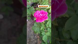 என் வீட்டு தோட்டத்தில்🌷🌸 | panner rose🌹 #tamil #youtubeshorts #viral #garden #roses #plants #trees