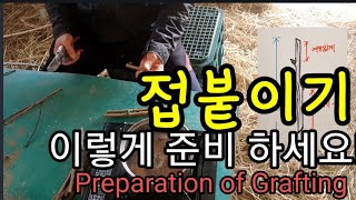 접목 준비하는 시기와 접붙이는 방법. Preparation of Grafting