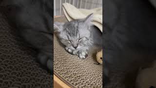 お昼寝する子猫 #shorts #猫 #マンチカン #cat #kitty #sleep