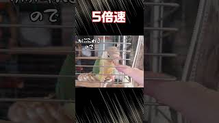 【図星】飼い主の指をぺろぺろする時は親しみよりもアレなインコ😆　 #Short #インコ #ウロコインコ #小鳥 #お笑い #おもしろ動画 #conure #Green-cheeked