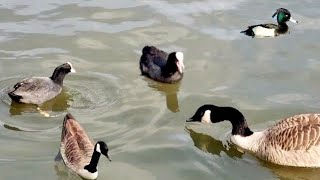 Fight: Coot vs Goose - Geese Coot Fight