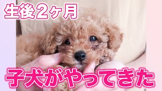 トイプードルの子犬をお迎え！無邪気に遊ぶ姿がかわいい【トイプードルのちゃんこ】