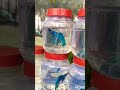 beta fish in shrirampur pet market