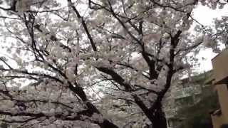 2014_03_31三島市 源兵衛川の花満開[桜と桃とこぶしの花].wmv