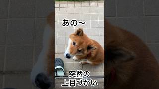 上目遣いの力丸…雨がやんだ事をお知らせします！ #柴犬 #柴犬のいる暮らし #柴犬の日常 #お散歩 #力丸