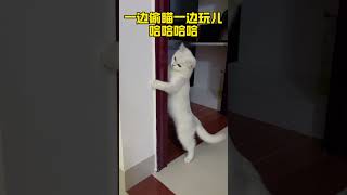 谁家小猫像个人似的，不过就是又菜又爱玩#猫咪能有什么坏心思呢 #猫咪治愈人类 #猫咪也不是那么好欺负的 #小猫 #cat