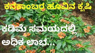 ಕನಕಾಂಬರ ಹೂವಿನ ಕೃಷಿ!!ಕಡಿಮೆ ಕರ್ಷಿನಲ್ಲಿ ಅಧಿಕ ಲಾಭ!!crossandra flower cultivation in Kannada!!