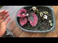 how to propagate begonia rex in soil from leaf cuttings how to propagate huge number of begonia.