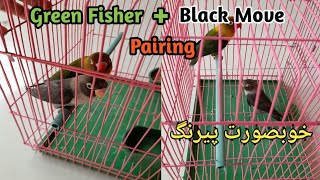 Green Fisher + Black Move Pairing | Cross Breed | Love Birds Mutations In Urdu/Hindi