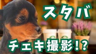 犬も入れるスタバで特別な一日！写真コーナーにめいちゃん登場！🐶チワプーのめいちゃん♪