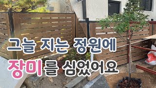 [치치의가드닝클래스] 그늘 지는 짜투리 정원에 스탠다드 장미를 심었어요.