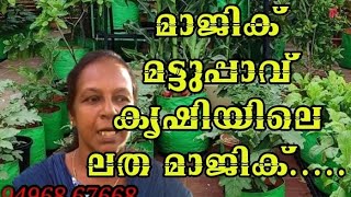 മട്ടുപ്പാവ് കൃഷിയിലെ ലത മാജിക്