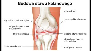 Budowa stawu kolanowego - anatomia kolana człowieka i najczęstsze jego schorzenia