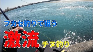 フカセ釣りで狙う激流チヌ釣り