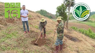 Độc đáo mô hình trồng xen nhãn, ngô, cỏ trên đồi dốc | VTC16