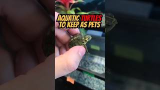 Top 5  Aquatic Turtles to Keep as Pets