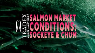 3MMI - Salmon Market Conditions: Sockeye Up \u0026 Chum Down