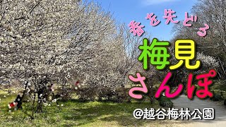 春を先どる　梅見さんぽ♪ #梅　#越谷梅林公園　#散歩VLOG