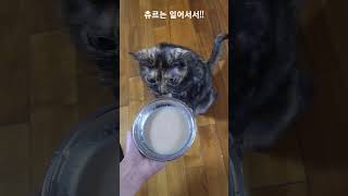 😺츄르먹는 방법               #츄르 #냥집사 #고양이영상  #일상브이로그 #고양이간식주기