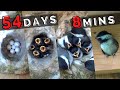 Black-capped Chickadee Nest Box | 54 Days in 8 mins