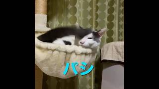 自分に厳しい⁉︎ 眠いのにしっぽでペシパシ！ #shorts #保護猫 #ねこ #cat #癒し#しゃべる猫 #面白い猫