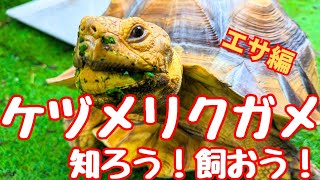 ケヅメリクガメを知ろう！飼おう！NO.1【エサ編】