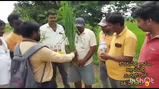 Gromor Mana Soil uses in Paddy | గ్రోమోర్ మనసోయిల్ ఉపయోగాలు వారి పొలం లో మనసోయిల్ ఉపయోగాలు